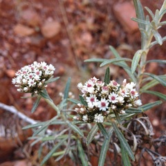Gnaphaliothamnus salicifolius