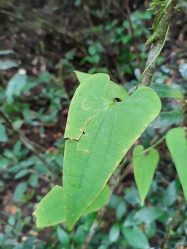 Dioscorea sagittata (Dioscorea sagittata)