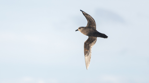 iNaturalist image