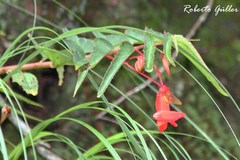 Begonia boliviensis