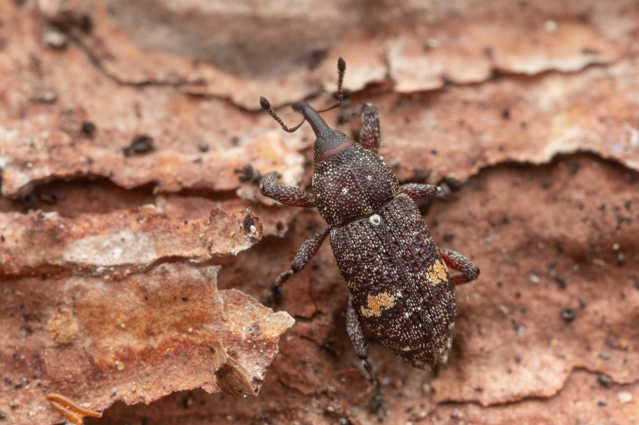 Pissodes piniphilus