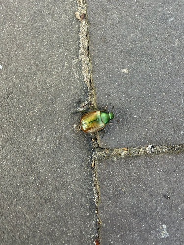 Dune Chafer, Kerkstraat, Asten, North Brabant, NL, photo 7 of 10