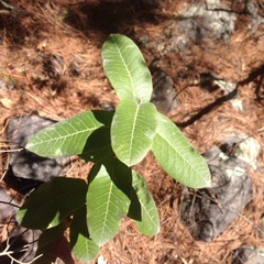Rhus standleyi