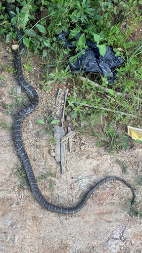 Eastern Trinket Snake