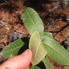 Rhus standleyi