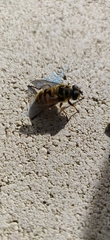 Myathropa florea