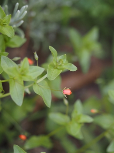 scarlet pimpernel