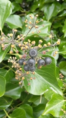 Hedera helix