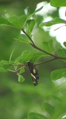 Hypolimnas bolina