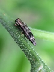 Agrilus lecontei