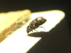 Trogoderma ornatum