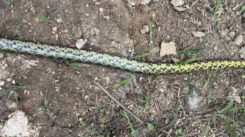Eastern Trinket Snake