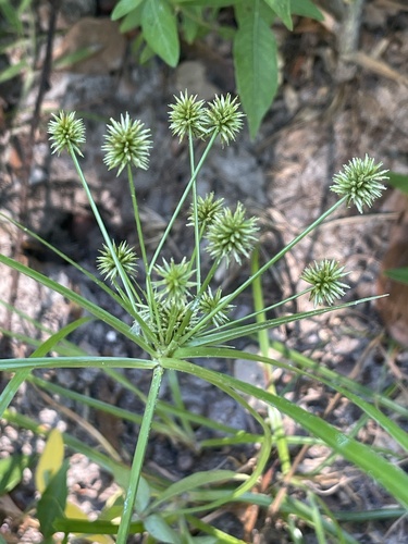 Baldwin'S Flatsedge
