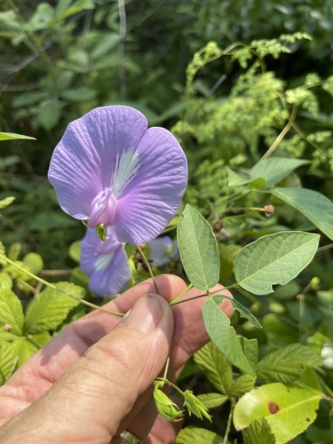 Butterfly Pea