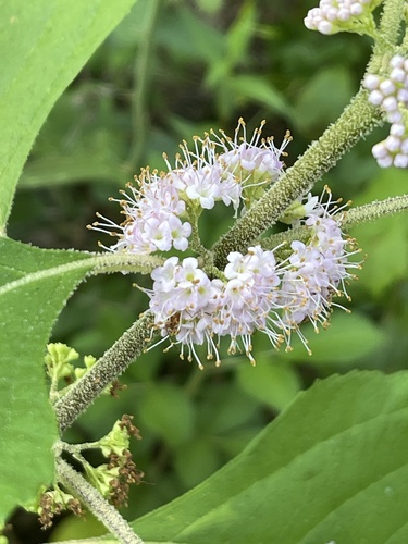 American beautyberry