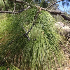 Pinus pseudostrobus apulcensis