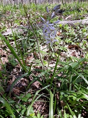 Camassia scilloides