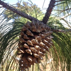 Pinus pseudostrobus apulcensis