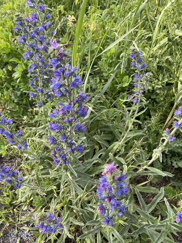 viper's-bugloss