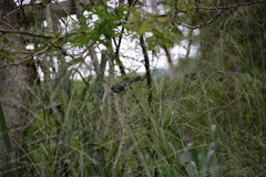 Sporophila schistacea