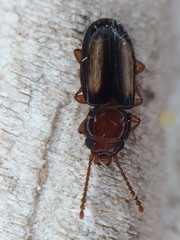 Laemophloeus terminalis