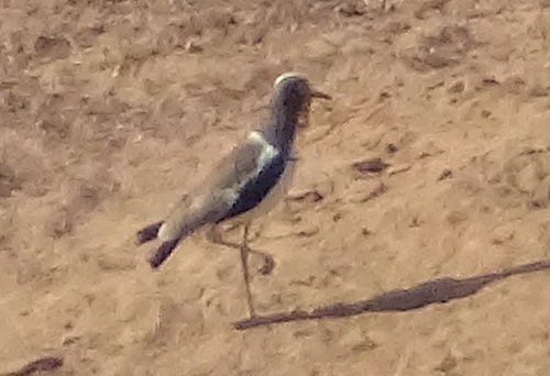 iNaturalist image