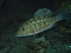 Lethrinus obsoletus