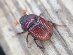 Eucanthus lazarus
