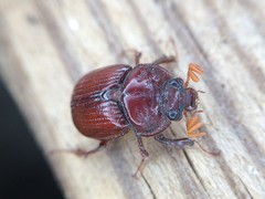 Eucanthus lazarus