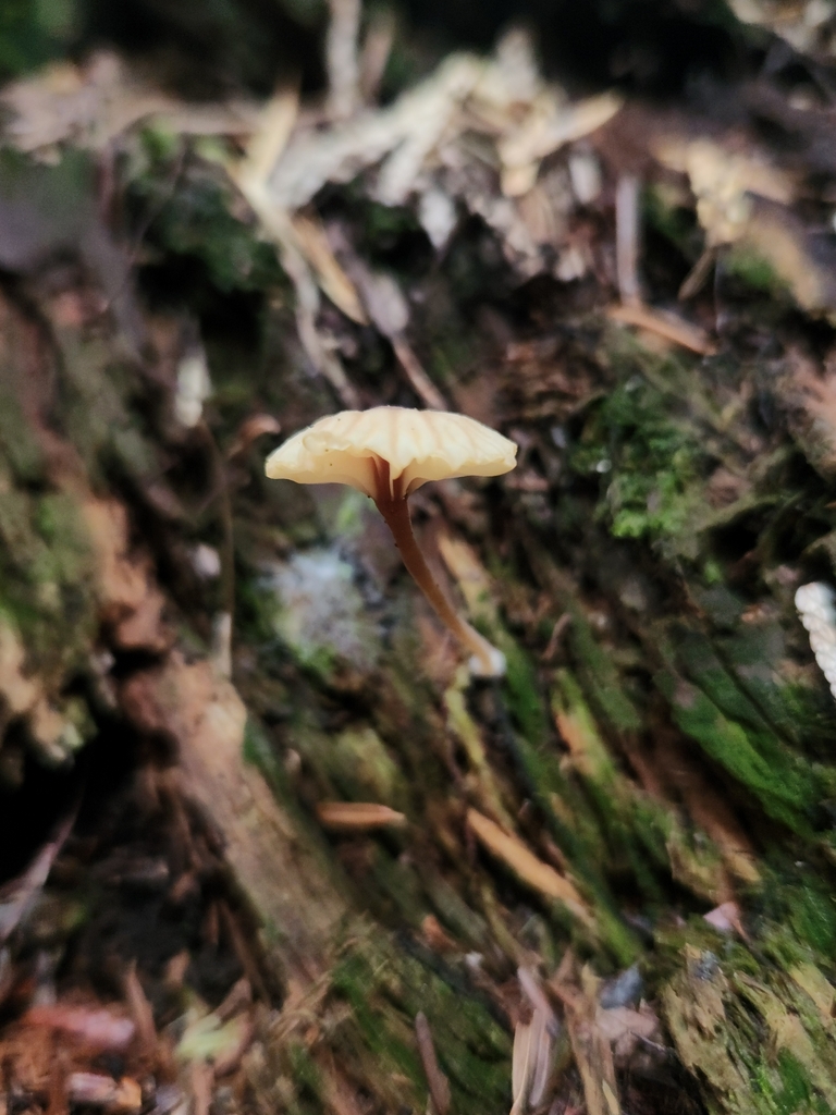 Lichen Agaric · June 2026 · photo: Photo: (c) Alex Reitan, some rights reserved (CC BY) · iNaturalist