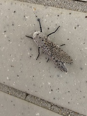 Polyphagozerra coffeae