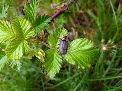 Cantharis annularis
