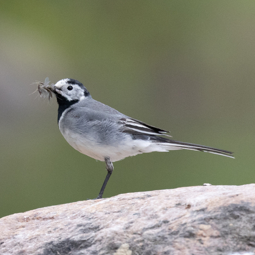 White Wagtail