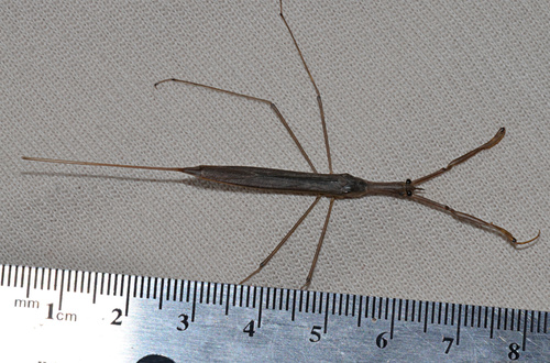 Brown Waterscorpion photo 2