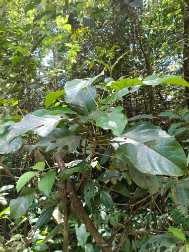 Hieronyma alchorneoides, photograph 4