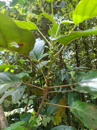 Hieronyma alchorneoides, photograph 5