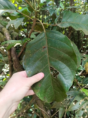 Hieronyma alchorneoides, photograph 6