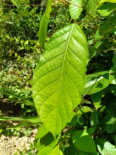 Hieronyma alchorneoides, photograph 2