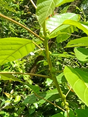 (c) Guillaume Delaitre, some rights reserved (CC BY) Hieronyma alchorneoides, photograph (c) Guillaume Delaitre, some rights reserved (CC BY)