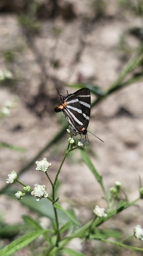 Zebra-striped Hairstreak