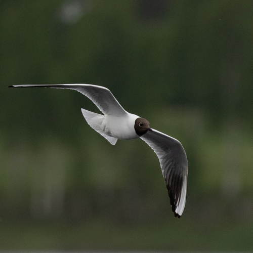 Black-headed Gull