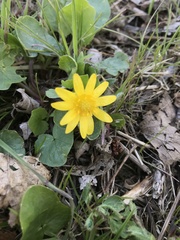 Ficaria verna
