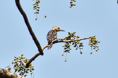 Leiopicus mahrattensis