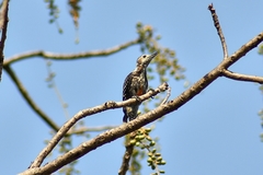 Leiopicus mahrattensis