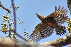 Leiopicus mahrattensis