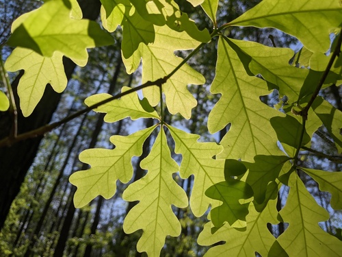 Oak (White Oak) plant photo (Quercus alba)