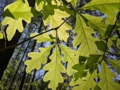 White Oak (Quercus alba)