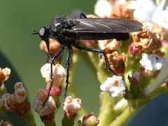 Empis ciliata