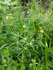 Ranunculus polyanthemos