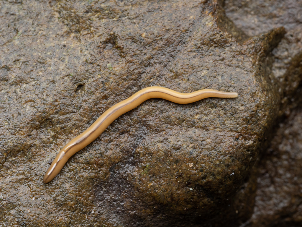 Artioposthia japonica